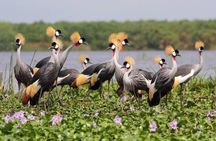 3 Day Private safari to Murchison Falls National Park with Big Five Experience
