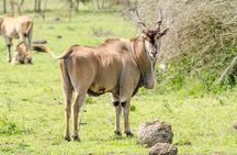 3-Days Safari to Murchison Falls National Park with Rhino Sanctuary hike