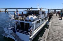 Dolphin & Whale Cruise