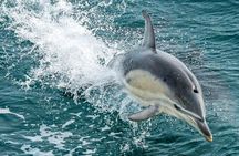 Dolphin & Whale Cruise