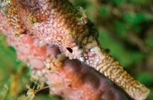 Scuba Dive The Beautiful Rottnest Island for Certified divers