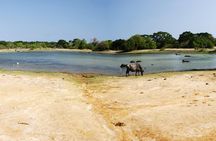 Delft & Nagadeepa Islands: Private Full-Day Escape from Jaffna