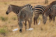 Tsavo East 2days safari