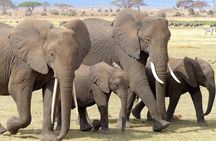 Tsavo East 2days safari