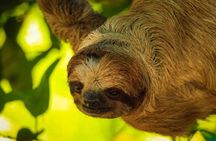 Sloth & Monkeys Family Excursion, City Tour & Private Transfer