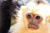 Sloth & Monkeys Family Excursion, City Tour & Private Transfer