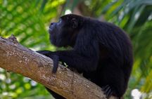 Private Altun Ha Maya Ruin & Howler Monkey Adventure From Belize City