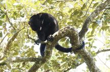 Private Altun Ha Maya Ruin & Howler Monkey Adventure From Belize City