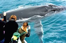 Augusta Whale Watching Eco Tour