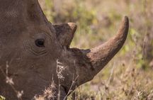 Nairobi National Park Day Tour