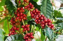 Materuni Waterfalls & Coffee Tour from Moshi