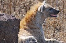 4 Days Exciting Camping Safaris Serengeti Tanzania