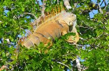 Lamanai Maya Ruin & New River Wildlife Adventure From Belize City