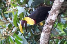 Mistico Park Arenal Hanging Bridges & Volcano Walk