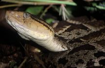 All-Inclusive Jungle Night Tour