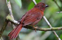 Birding Metropolitan Natural Park