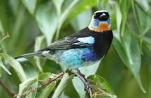 Birding Metropolitan Natural Park