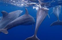 Kizimkazi Dolphin Tour