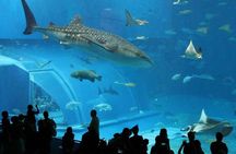 Aquario Tour - Rio de Janeiro