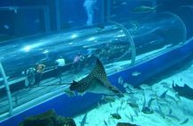 Aquario Tour - Rio de Janeiro