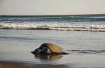 Turtle Nesting Tour