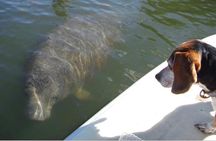 Lovers Key Guided Eco Tour-Mangrove Estuary 