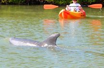 Lovers Key Guided Eco Tour-Mangrove Estuary 
