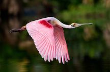 Spectacular Palo Verde Eco-Tour & Blue Zone Adventure