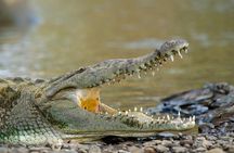 Spectacular Palo Verde Eco-Tour & Blue Zone Adventure