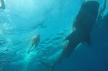 Whale Shark Swim Adventure SMALL GROUP from Cancun