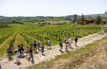 Tuscany Day Trip from Florence: Siena, San Gimignano, Pisa and Lunch at a Winery