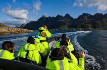Sea Eagle Safari from Svolvær to Trollfjorden