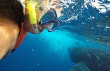 Half Day Whale Shark Tour From Playa del Carmen