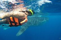 Half Day Whale Shark Tour From Tulum