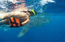 Private Whale Shark Tour from Cancun