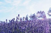 Furano & Biei Customised Private Day Tour (Up to 8 Pax/11 Hours)