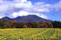 Furano & Biei Customised Private Day Tour (Up to 8 Pax/11 Hours)