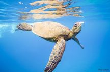 Afternoon West Maui Snorkel from Ka’anapali Beach