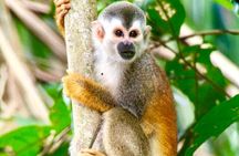Manuel Antonio National Park Wildlife Tour
