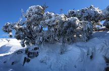 Mount Buller Snow Day Boutique Trip - Max 11 People