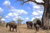 3 Days Amzing Safari in Tarangire and Nngorongoro 