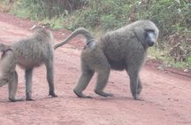 3 Days Amzing Safari in Tarangire and Nngorongoro 
