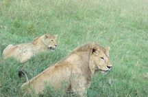 3 Days Amzing Safari in Tarangire and Nngorongoro 