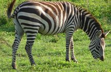 3 Days Amzing Safari in Tarangire and Nngorongoro 