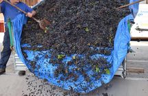 Wine Experience 
