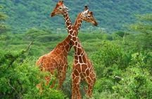 2 Days Budget Safari Masai Mara