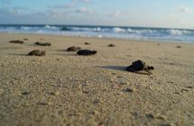 Unique Turtle Sanctuary & Sunset Experience