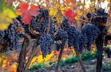 Concha y Toro Winery Tour from Santiago