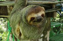 Zip lining, rappel and a Tarzan Swing
