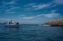 Lima: Palomino Islands, swim with sea lions in the Pacific Ocean
